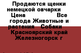 Продаются щенки немецкой овчарки!!! › Цена ­ 6000-8000 - Все города Животные и растения » Собаки   . Красноярский край,Железногорск г.